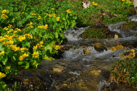 This is beautifull flower near river.の写真素材