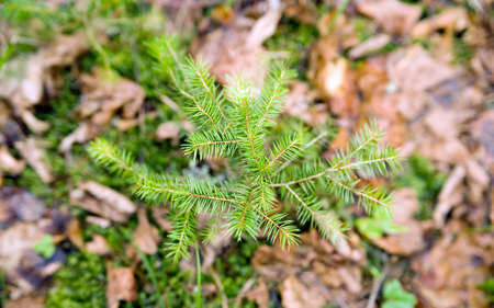 fir