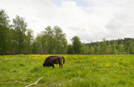 bisonの写真素材