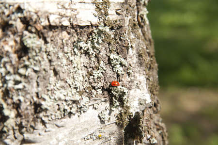 Ladybirdの写真素材