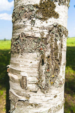 Close up of the birch trunk located on a birchwood backgroundの写真素材