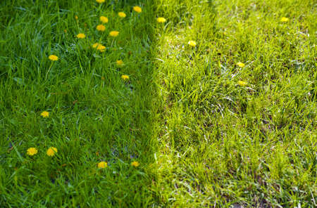 grass