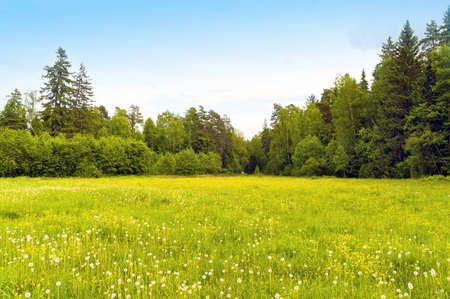 dandelionsの写真素材