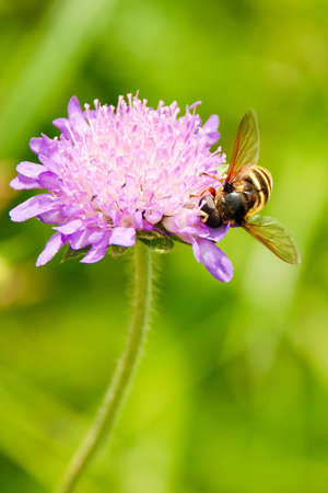 wasp on a red flower in the wild