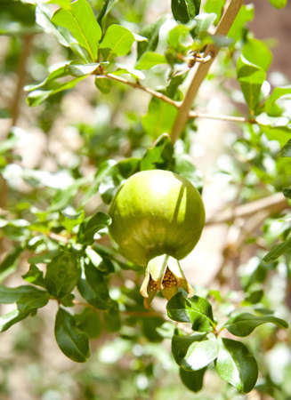 This photograph shows an unripe pomegranateの写真素材