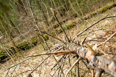 this dry fallen tree in the forestの写真素材