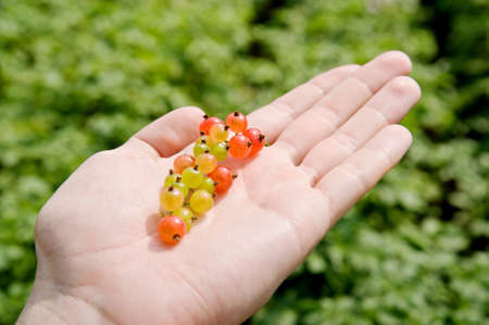 the picture shows a branch of ripe currantsの写真素材