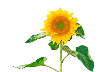 The beautiful sunflower isolated on a white backgroundの写真素材