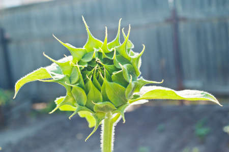This flower is sunflower has not yet bloomedの写真素材