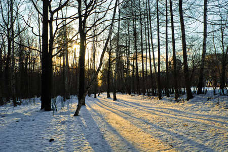 this photo shows a winter sunset in the woodsの写真素材
