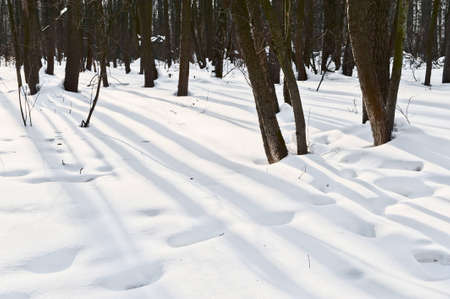 Sunny day in the winter forestの写真素材