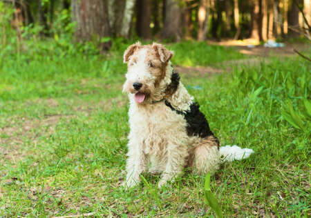 a fox terrierの写真素材