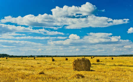 Stacks of collected wheat. The big yellow field after harvestingの写真素材