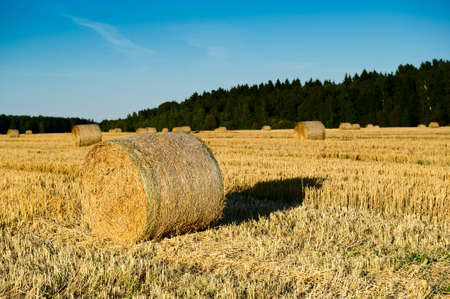 autumn field of haystacks in the Moscow region. Russiaの写真素材