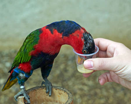 man feeding parrotsの写真素材