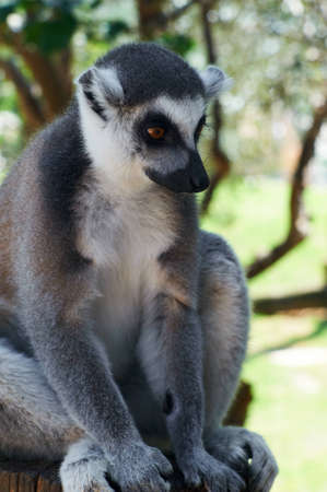 striped lemur sitting on a tree. 