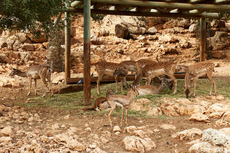 Deer graze in the Biblical Zoo in Jerusalem. Israelのeditorial素材