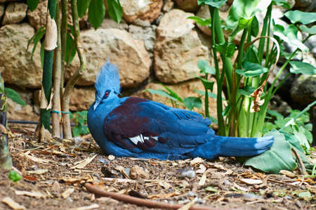a beautiful blue bird with a tuft of hair on his headの写真素材