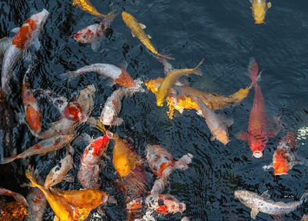 pack of colored carp swimming in a pond in a park in Shanghaiの写真素材