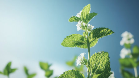 Bright and vibrant mint leaves display delicate white flowers, creating a serene botanical scene against a soft blue background, ideal for nature lovers.の素材