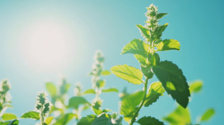 Captivating image of fresh green herb leaves reaching for the sun against a clear blue sky, showcasing nature's vibrant beauty and the essence of growth.の素材