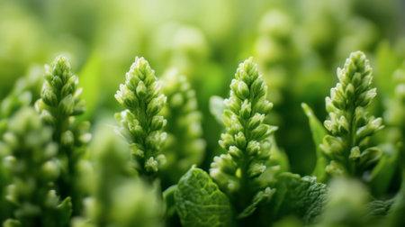 This close-up image showcases fresh green mint plants with floral buds, highlighting their vibrant growth and natural beauty. Perfect for wellness themes.の素材