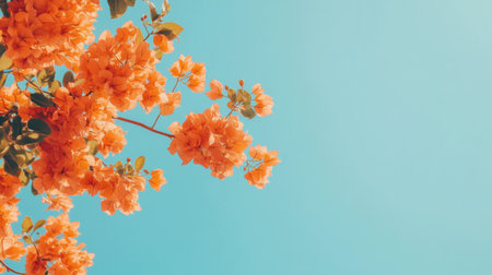 A stunning image featuring bright orange bougainvillea flowers against a clear, soft blue sky. This vibrant scene captures the essence of natureの素材