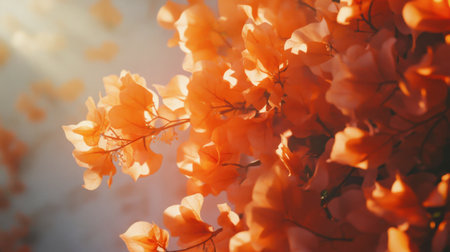 Stunning closeup of vibrant orange bougainvillea blooms, illuminated by soft natural light. Perfect for capturing the essence of beauty and tranquility in nature.の素材