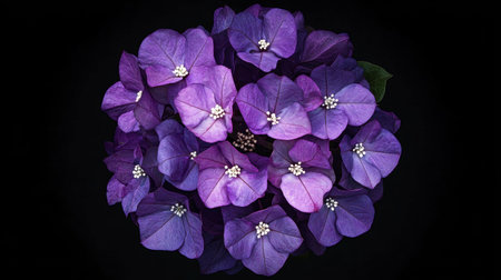 A stunning arrangement of vibrant purple bougainvillea blossoms set against a dark backdrop. This closeup captures the intricate details and textures of each petal, highlighting the beauty of nature.の素材