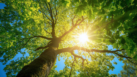 A stunning view of a tall tree with bright green leaves, showcasing sunlight filtering through the canopy. This serene nature scene captures tranquility and beauty.の素材