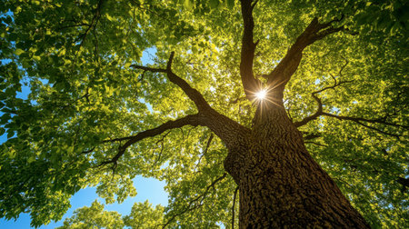 A stunning view of a majestic tree with sunlight filtering through its lush green leaves. This outdoor scene captures the beauty and tranquility of nature.の素材