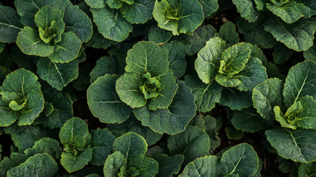 A close-up view of vibrant green leafy vegetables thriving in a garden bed. This image showcases the lush texture and health benefits of fresh produce.の素材