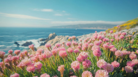 Clusters of vibrant pink 'Magic Carpet' flowers blooming along the rocky Monterey coastline under a clear blue skyの素材