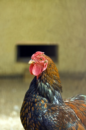 Chicken in cage closeupの写真素材