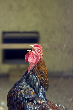 Farm chicken singing, closeupの写真素材