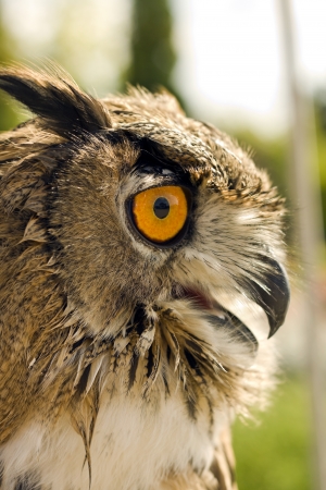 Evil eyes eagle owl bubo buboの写真素材