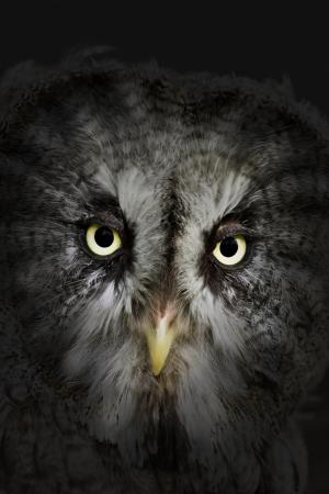 Evil eyes eagle owl by nightの写真素材