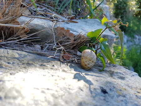 snail shell in natureの写真素材