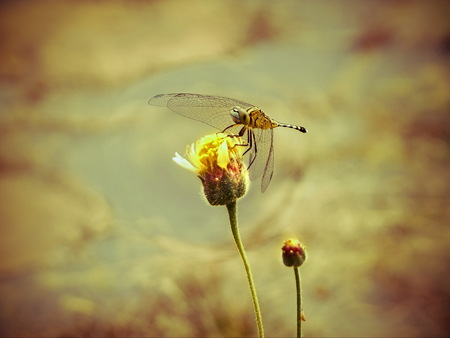 Surviveの写真素材