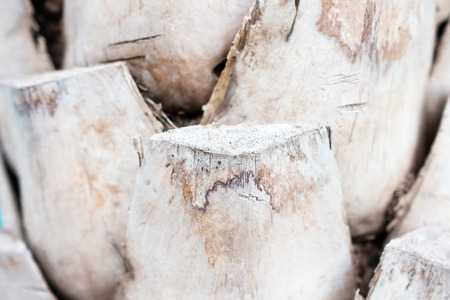 Close up Abstract tree bark background, bark photo, bark background, bark macro, forest tree, tree texture, bark texture. Skin the bark of a tree that traces crackingの写真素材