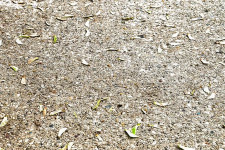 leaves on floorの写真素材