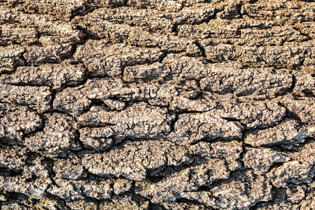 Texture of bark.の写真素材