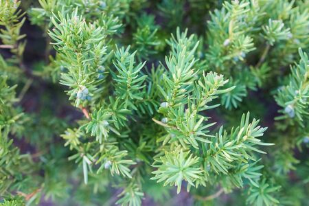 Bush
