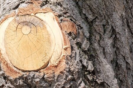 Bark Backgroundの写真素材