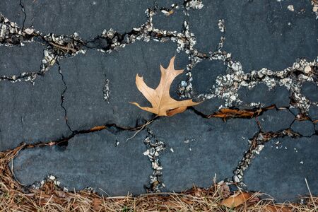 Maple leaf on the concrete floorの写真素材