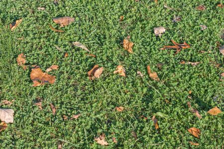 Falling dry brown leaves on dry grass with soil and cement floor in Autumnの写真素材