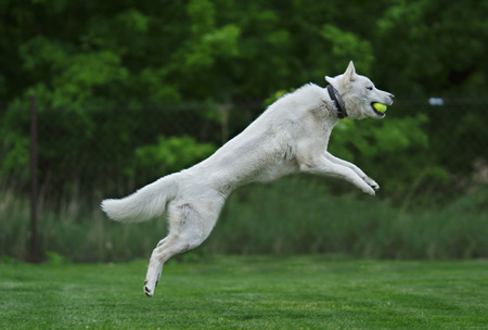 White Siberian husky catching ball in the airの写真素材
