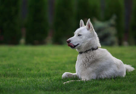 White Siberian husky lying on the grassの写真素材