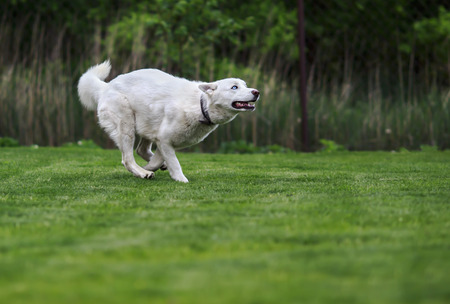 White Siberian husky running on the grass