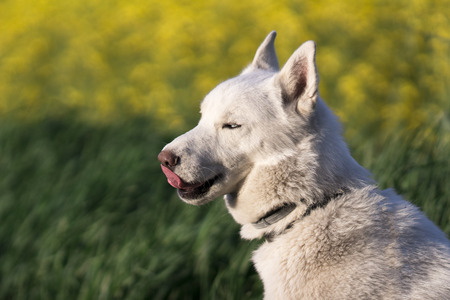 White Siberian husky licks his nose sitting near rape fieldの写真素材